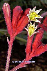 anigozanthos big red thumbnail graphic